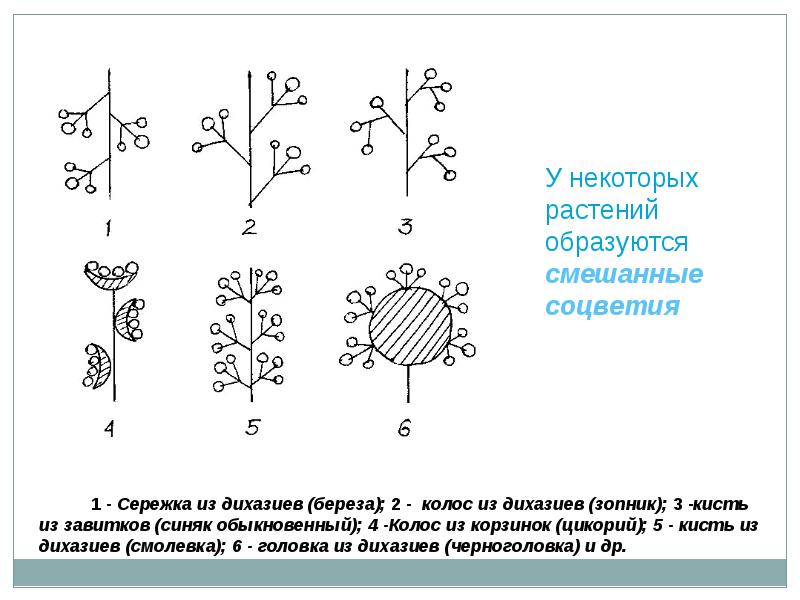 Соцветие сережка примеры растений