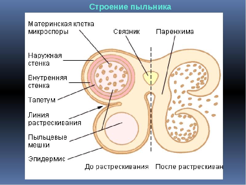 Место прикрепления семени к стенке плода