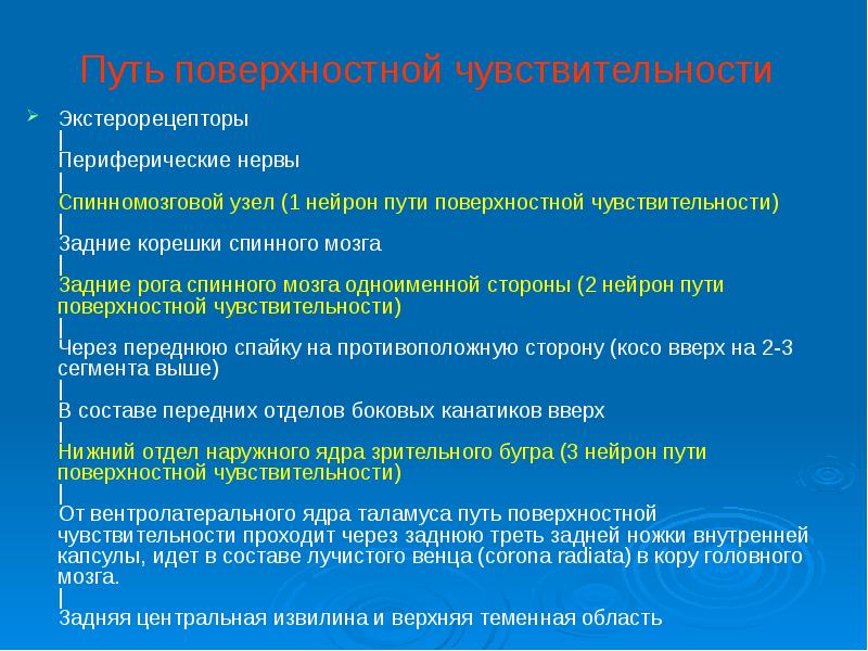 Поверхностная чувствительность. Путь поверхностной чувствительности. Путьповерхностно чувствит. Проводники поверхностной чувствительности. Пути проведения поверхностной чувствительности.