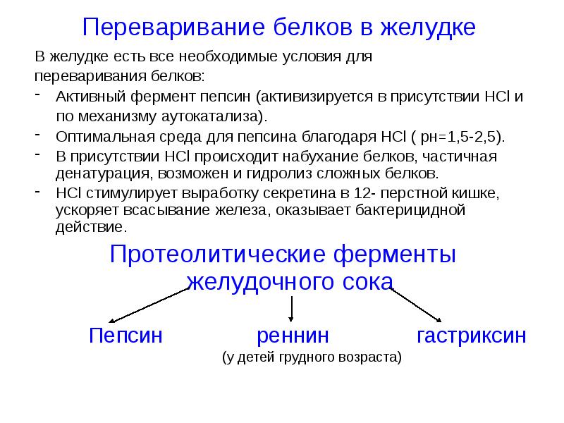 Переваривание белков в желудке  В желудке есть все необходимые условия