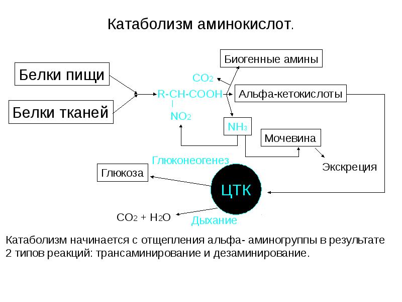 Катаболизм аминокислот. Катаболизм аминокислот.