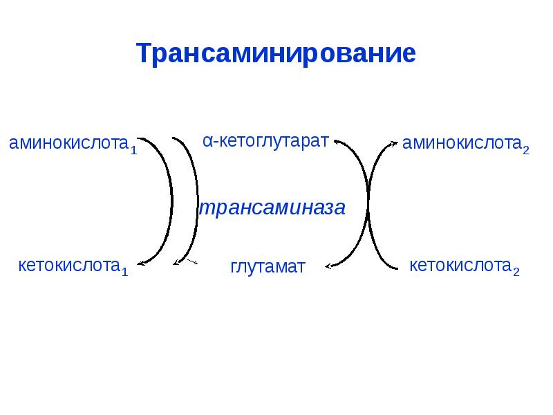 Трансаминирование