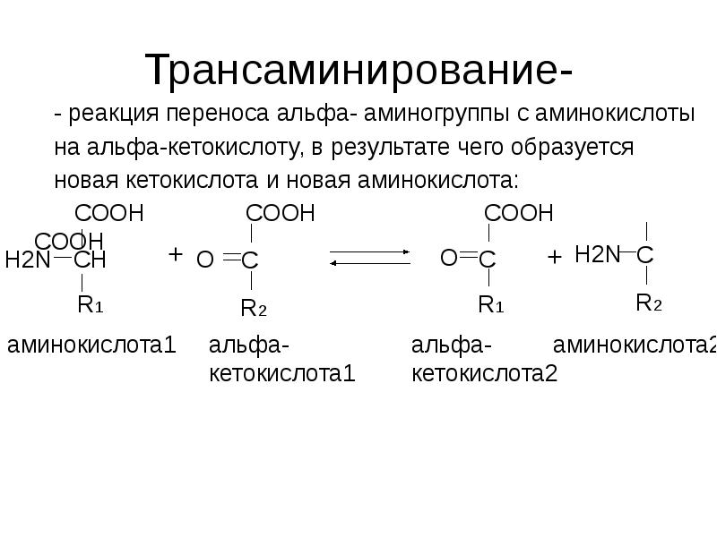 Обмен пировиноградной кислоты