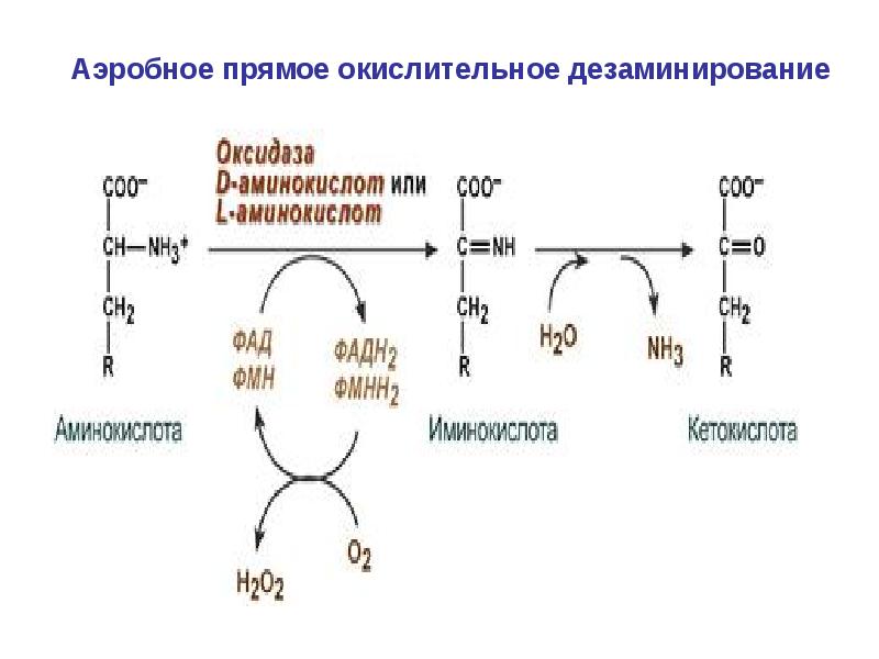Аэробное прямое окислительное дезаминирование&nbsp;