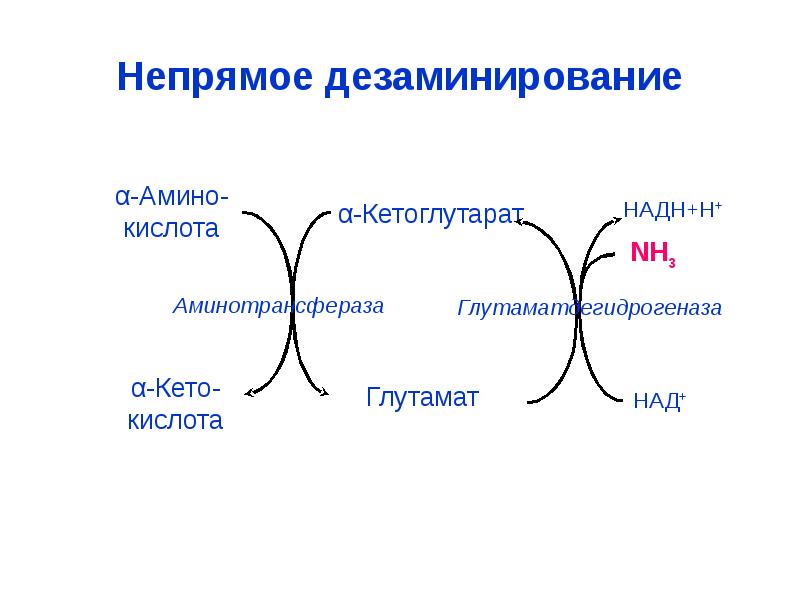 Непрямое дезаминирование