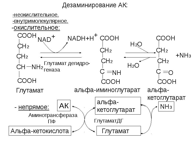 Дезаминирование АК:  -окислительное: