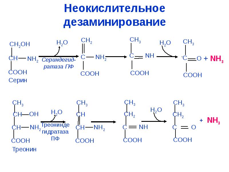 Неокислительное дезаминирование