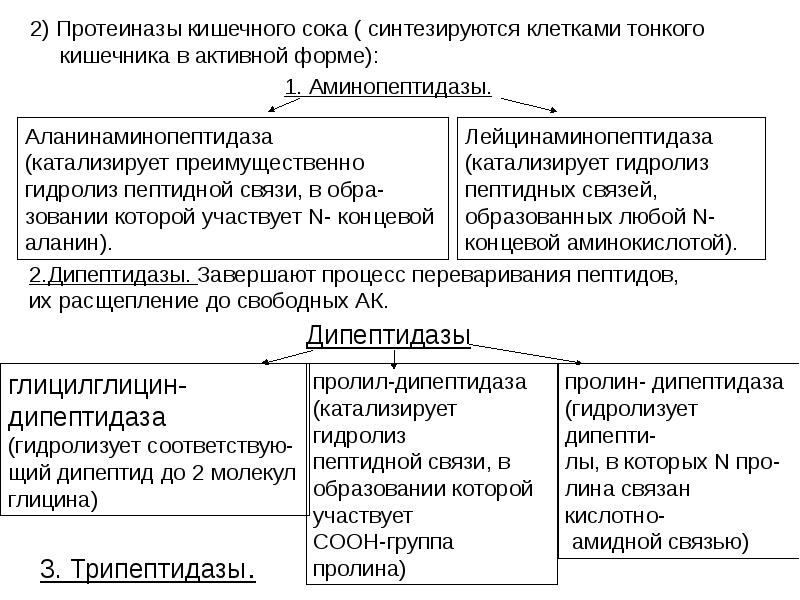 2) Протеиназы кишечного сока ( синтезируются клетками тонкого кишечника в активной