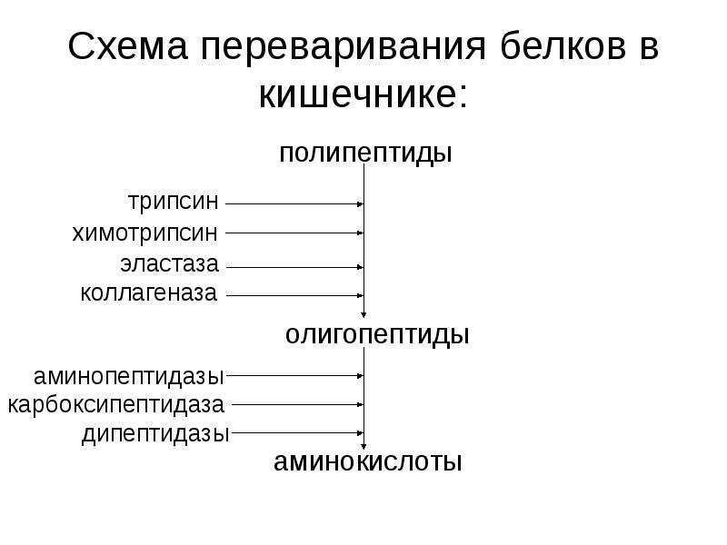 Схема переваривания белков в кишечнике: