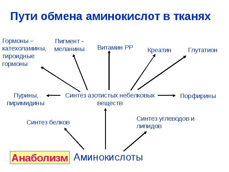 Пути обмена аминокислот в тканях