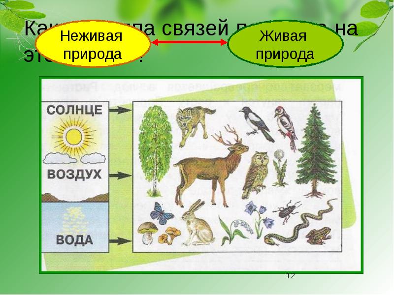 Невидимые нити в весеннем лесу презентация окружающий мир 2 класс перспектива