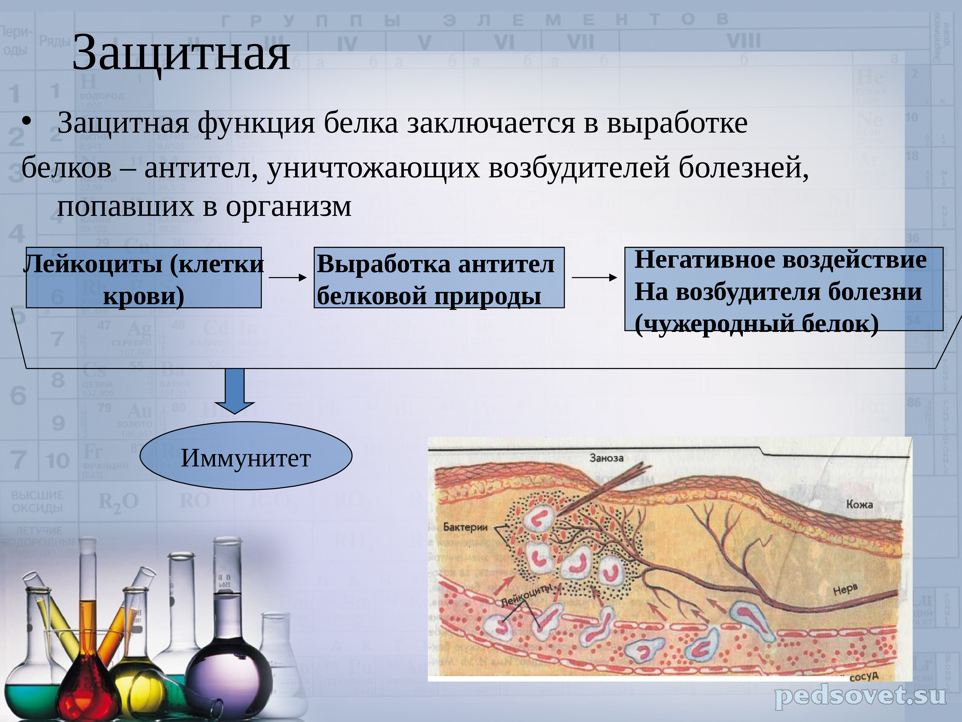 Защитные белки функции белков. Защитная функция белков. Зсщитнач функцич белком. Защитнаяная функция белков. Функции белков защитная функция.