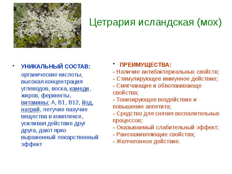 Ягель свойства. Цетрария Исландская, исландский мох. Ягель исландский мох. Мох цетрария. Исландский мох (цетрария).