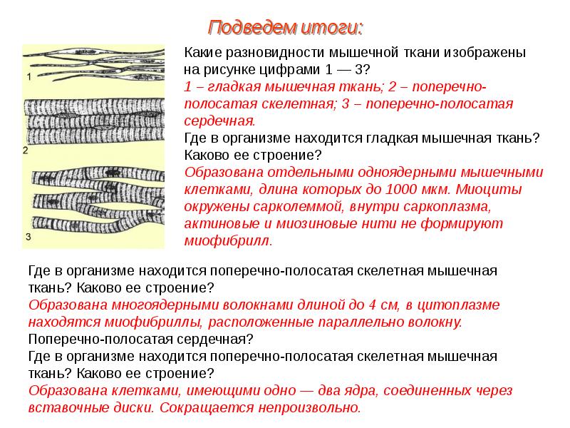 Ткань изображенная на рисунке обладает возбудимостью и проводимостью