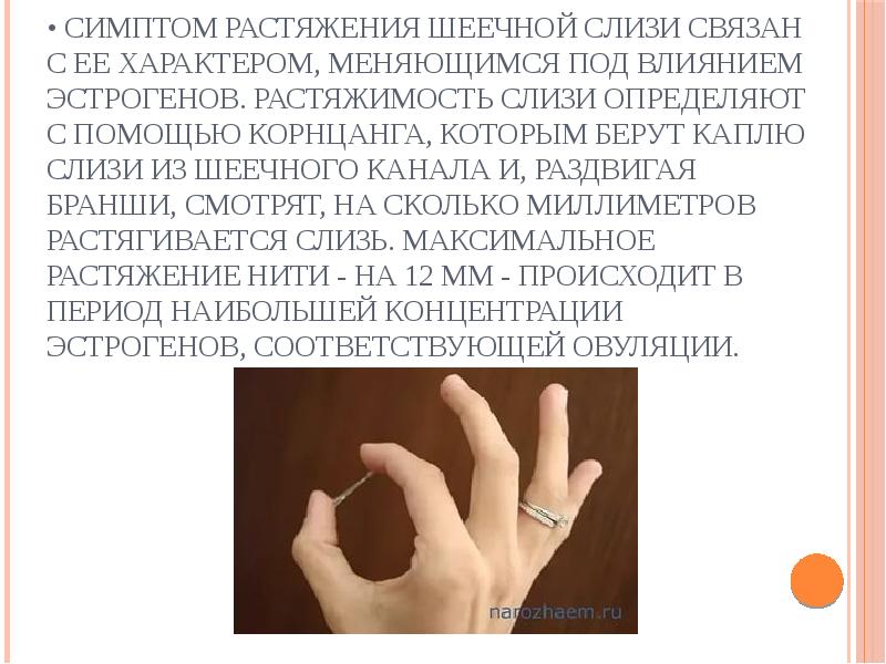 • Симптом растяжения шеечной слизи связан с ее характером, меняющимся под • Симптом растяжения шеечной слизи связан с ее характером, меняющимся под