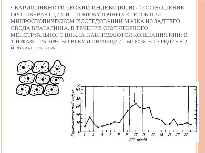 • Кариопикнотический индекс (КПИ) - соотношение ороговевающих и промежуточных клеток при • Кариопикнотический индекс (КПИ) - соотношение ороговевающих и промежуточных клеток при