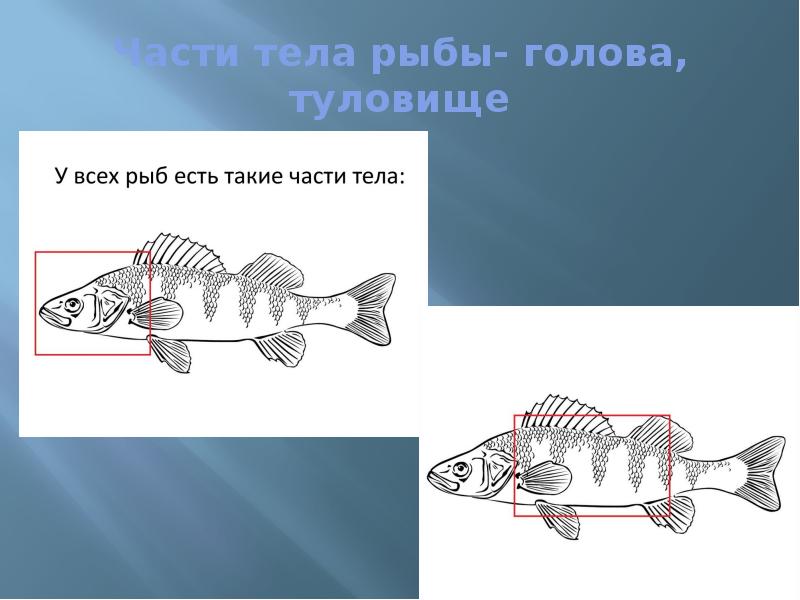 Картинки части тела рыбы