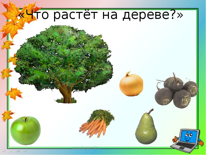 Не растет на дереве ответ. Растущее дерево. Что растет в саду. Растущее дерево картинка. Что растет на дереве для детей.