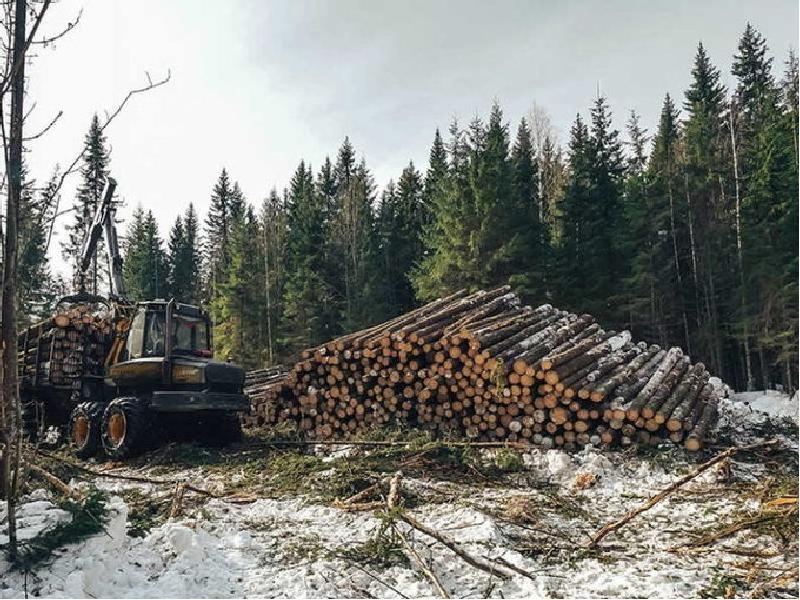 Освоение лесов. Заготовка леса. Лесная делянка. Делянка леса. Заготовка и вывозка древесины;.