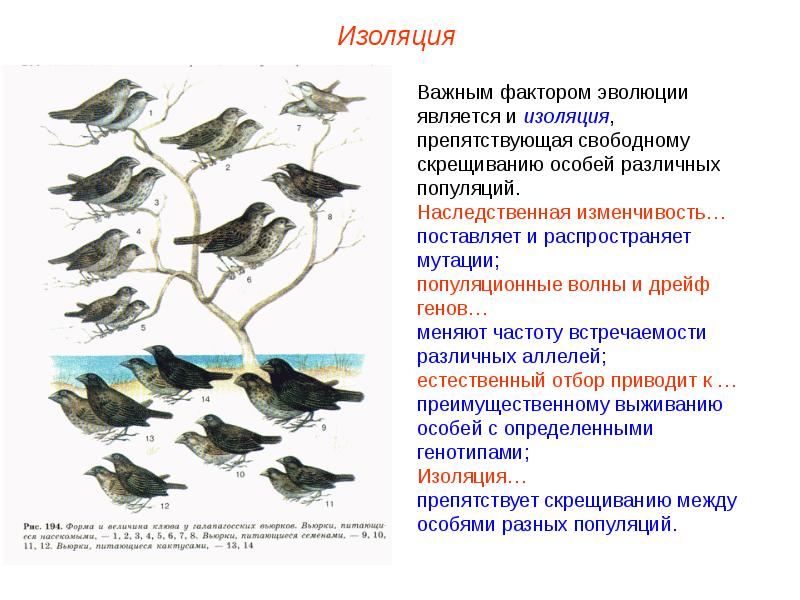 Изолирующие механизмы 9 класс биология презентация