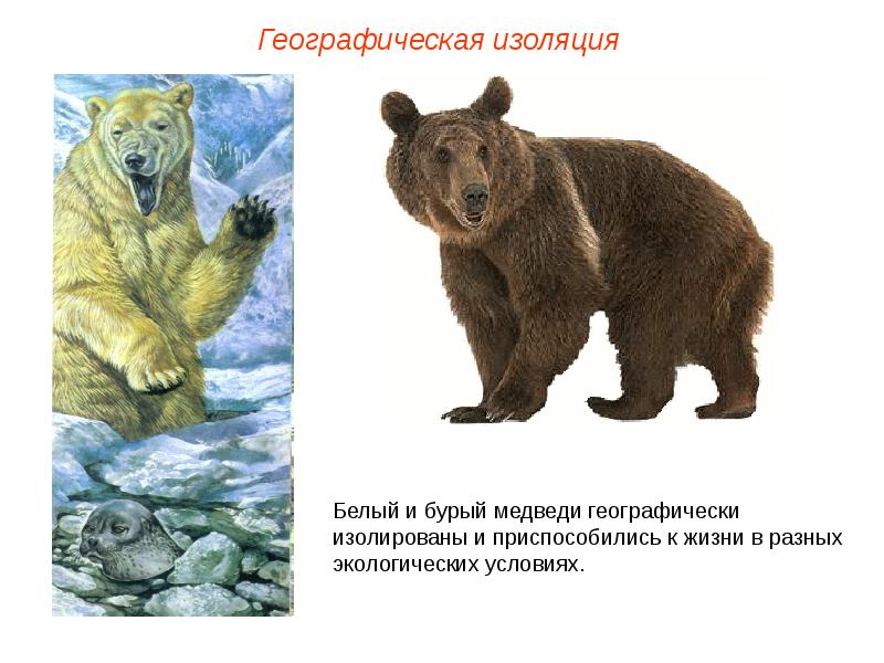 Факторы географической изоляции. Географическая изоляция популяций. Географический критерий бурого медведя. Геограцическое иоляцмя. Белый и бурый медведь.