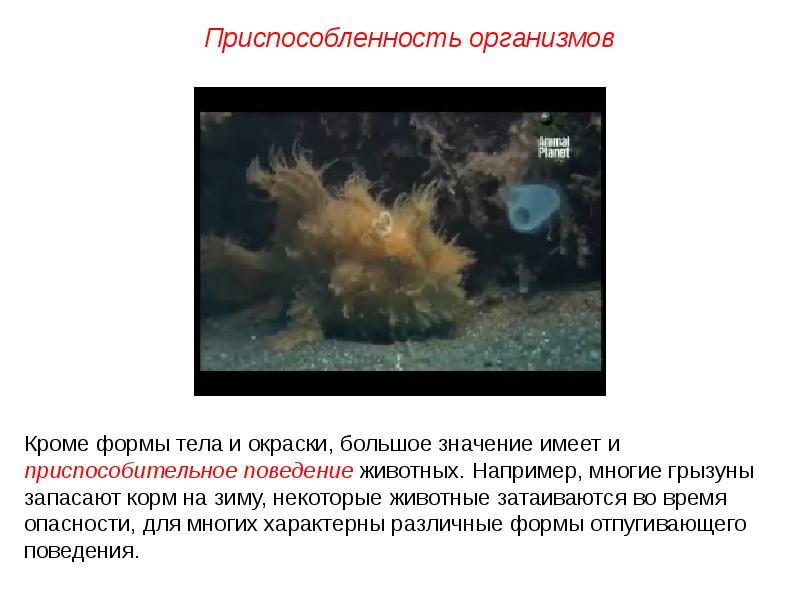 Приспособительное поведение животных. Презентация особенности животных. Адаптация животных к среде. Адаптации организмов к условиям обитания таблица. Приспособленность организмов.