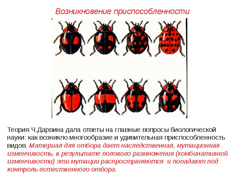 Презентация на тему изменчивость 10 класс