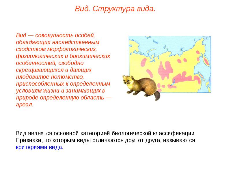 Вид в природе занимает определенный ареал. Это совокупность особей обладающих наследственным сходством. Сходство ареала.