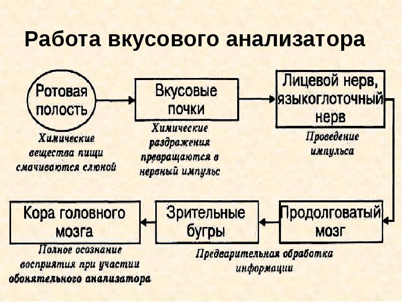 4 нарисовать блок схемы обонятельного и вкусового анализаторов