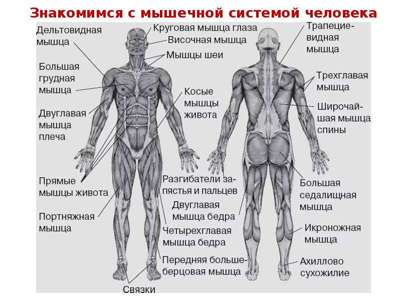 Исследование по телу