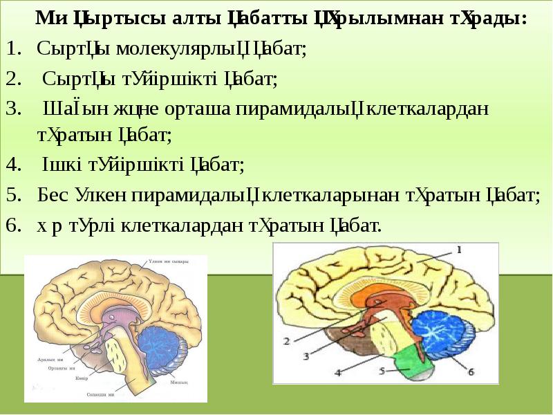 Мидың құрылысы презентация