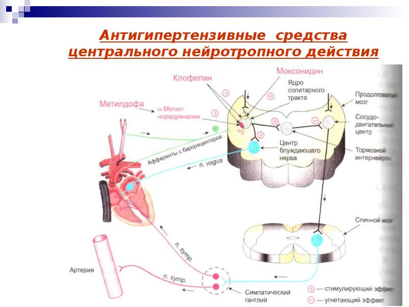 Антигипертензивные средства фармакология презентация