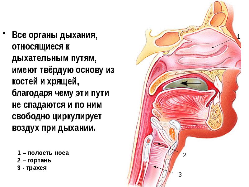 Стенки дыхательных путей не спадаются поэтому воздух в них свободно движется