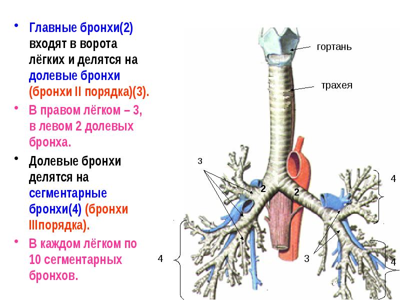 Презентация про бронхи