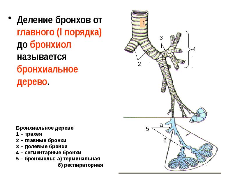 На рисунке изображена схема дыхания человека