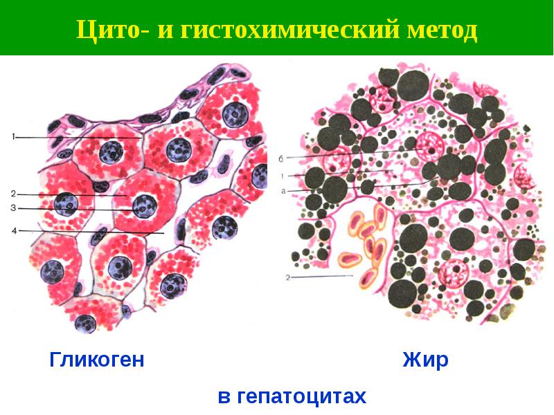 Гистохимические методы исследования презентация