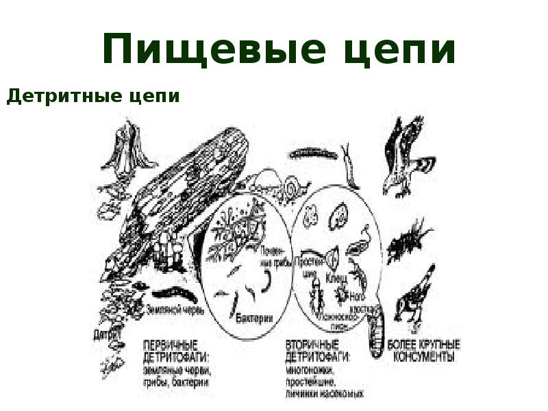 Детритная цепь. Детритная пищевая цепь. Пищевая цепь детритного типа. Детритная цепь степи. Детритная пищевая цепь это в экологии.