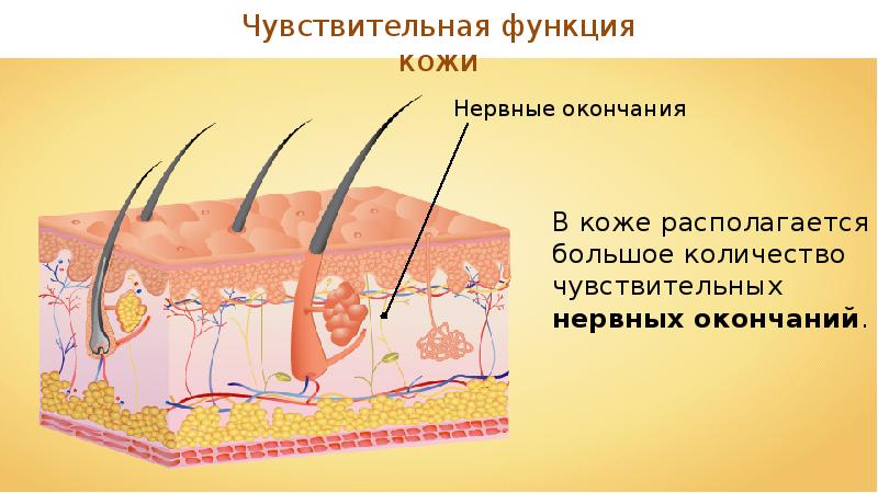Что изучает анатомия кожи и волос