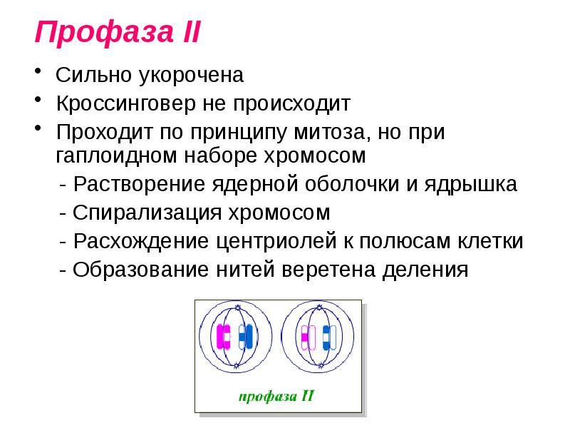 Спирализация хромосом происходит в. Профаза мейоза характеристика. Профаза мейоза 2 набор. Признаки профазы 2 мейоза. Профаза мейоза 1 набор.