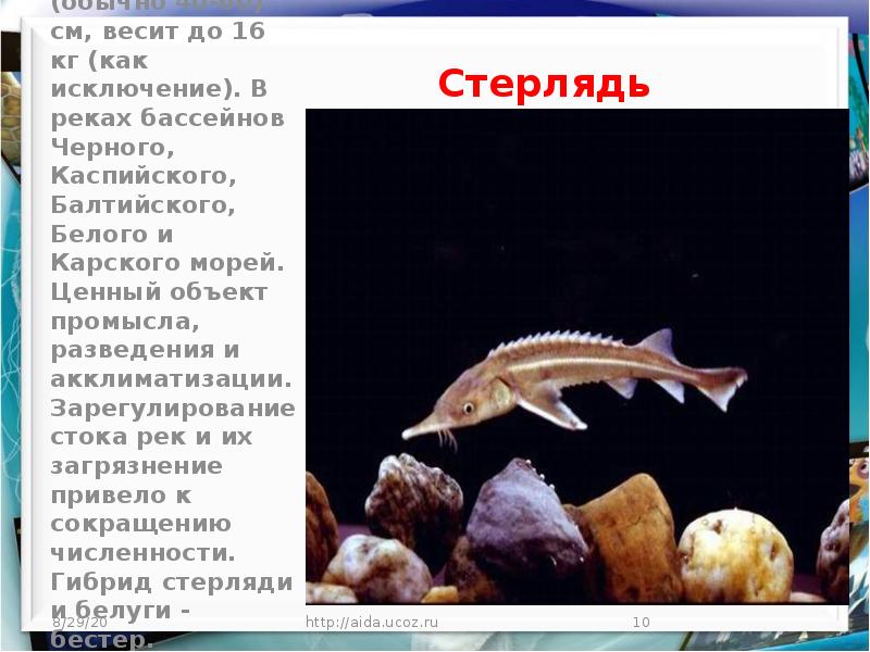 особенности строения хрящевых и костных рыб. стерлядь и осетр. осетровые строение скелета. представители семейства осетровых рыб. отряд осетрообразные представители.