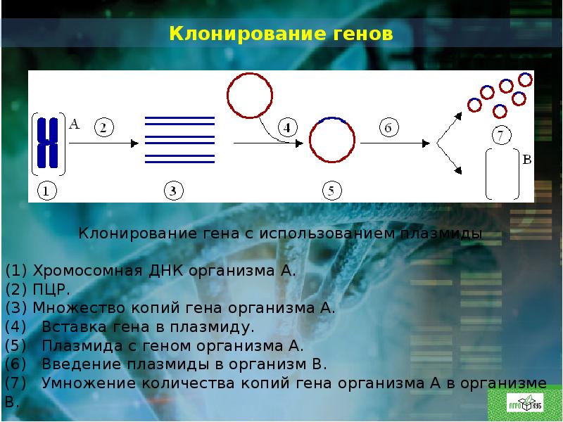 Клонирование генов в плазмиды гибридизация разных. Молекулярное клонирование схема. Клонирование в биотехнологии. Схема получения рекомбинантных белков. Этапы клонирования схема.