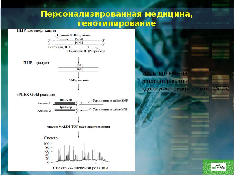 Пцр применение презентация