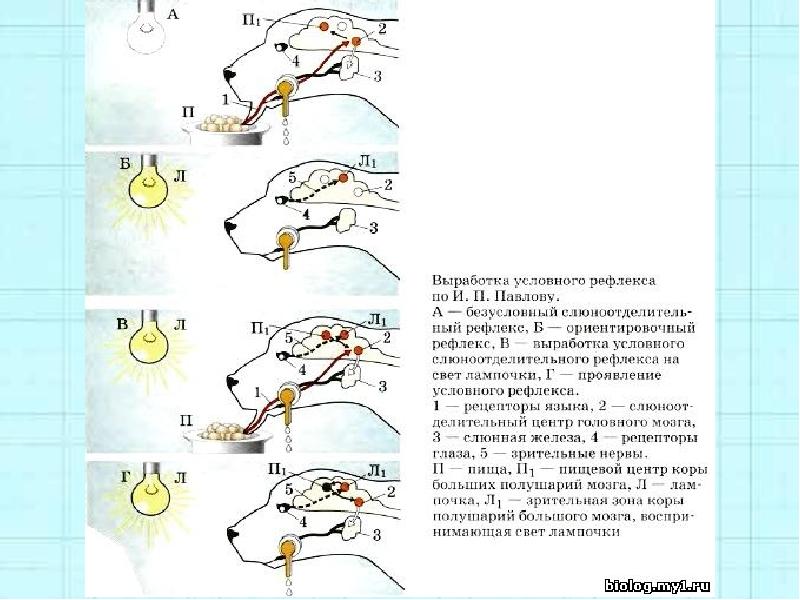 Схема формирования и угасания условного рефлекса