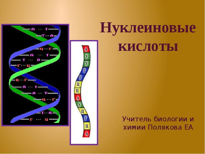 Белки и нуклеиновые кислоты презентация