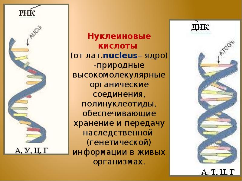 Хранение и передача наследственной информации. Нуклеиновые кислоты названия. Хранение наследственной информации нуклеиновые кислоты. Нуклеиновые кислоты в живых организмах. Химия и биология нуклеиновых кислот презентация.