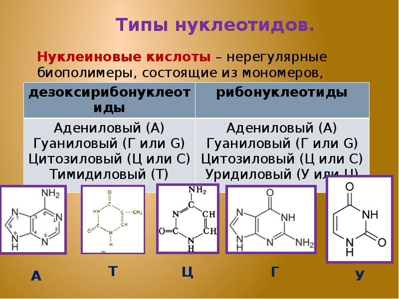 Биологическая роль нуклеиновых кислот презентация