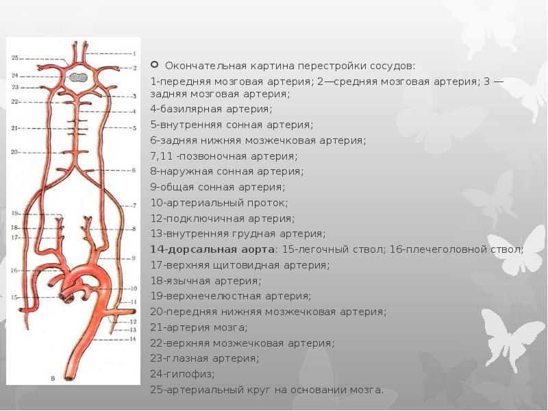 Сегменты внутренних артерий