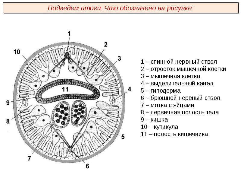 Презентация плоские черви пименов