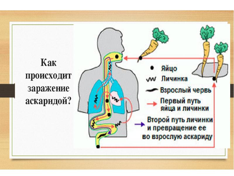 Анализаторы презентация пименова