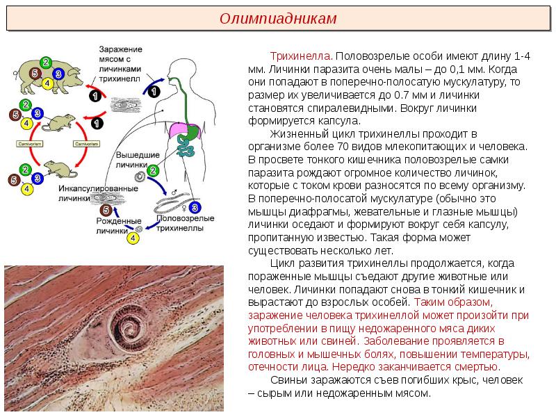 Презентация пименов вирусы